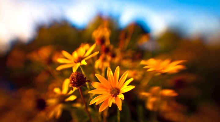 Ogłoszenia Duszpasterskie, Parafia Helena, informacje, Nowy Sącz