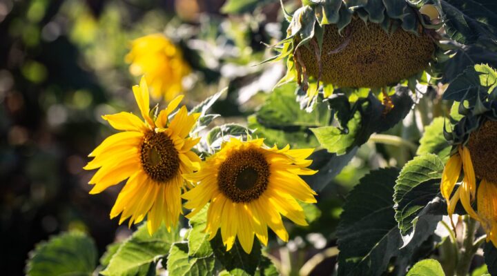 24. NIEDZIELA ZWYKŁA, Ogłoszenia Duszpasterskie, Parafia Helena, informacje, Nowy Sącz