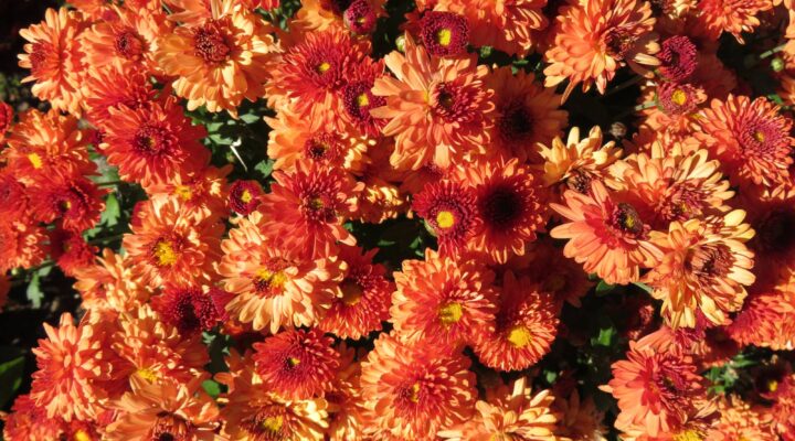 25. NIEDZIELA ZWYKŁA, Ogłoszenia Duszpasterskie, Parafia Helena, informacje, Nowy Sącz