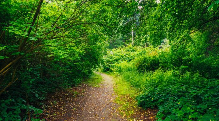 20. NIEDZIELA ZWYKŁA, Ogłoszenia Duszpasterskie, Parafia Helena, informacje, Nowy Sącz