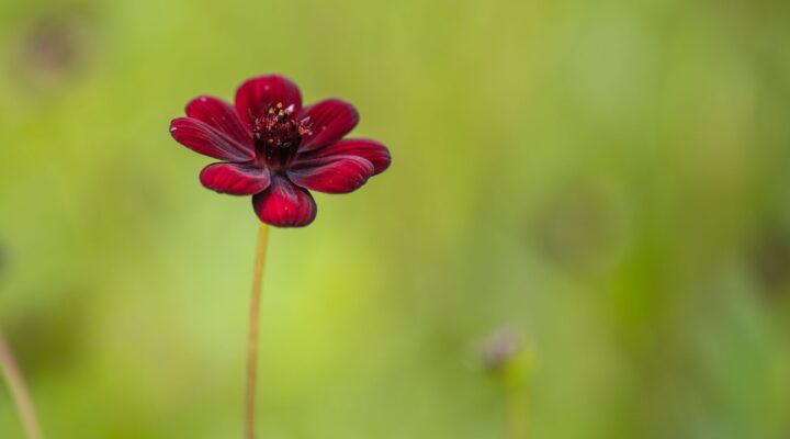 21. NIEDZIELA ZWYKŁA, Ogłoszenia Duszpasterskie, Parafia Helena, informacje, Nowy Sącz