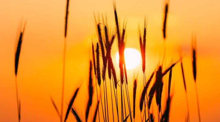 22. NIEDZIELA ZWYKŁA, Ogłoszenia Duszpasterskie, Parafia Helena, informacje, Nowy Sącz