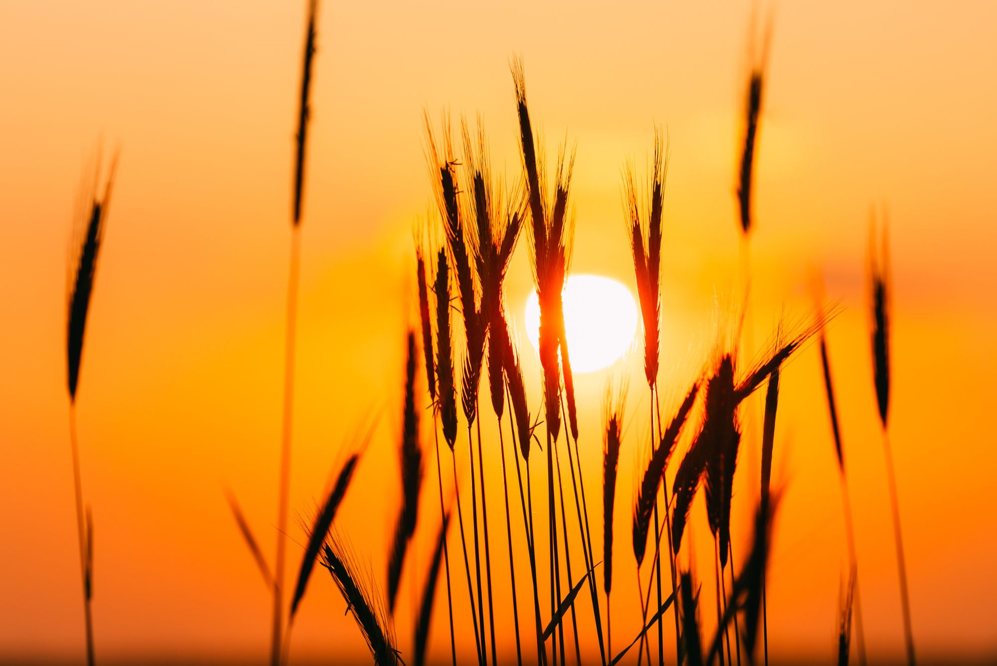 22. NIEDZIELA ZWYKŁA, Ogłoszenia Duszpasterskie, Parafia Helena, informacje, Nowy Sącz